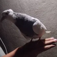 یک جفت طوقی فروشی