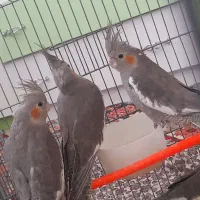 پنج عدد جوجه عروس هلندی خوب