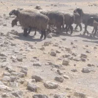 43راس شیشک|حیوانات مزرعه|فراشبند, |دیوار