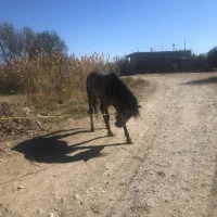 اسب ۵ساله|اسب و تجهیزات اسبسواری|پیرانشهر, |دیوار