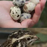 بلدرچین تخم گذار