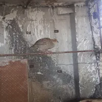 مرغ گپینجره مرغ ماده است