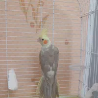 عروس هلندی ماده آماده