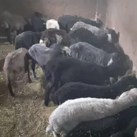 بره|حیوانات مزرعه|بومهن, |دیوار