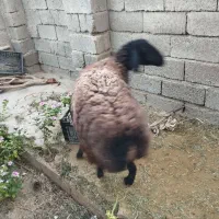 بره شیرازی ارزوییه|حیوانات مزرعه|ارزوئیه, |دیوار