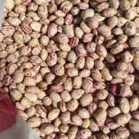 لوبیا چیتی بار لوکس موجود است|عمده‌فروشی|شیراز, ابیوردی|دیوار