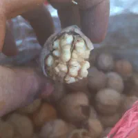 گردو تازه|خوردنی و آشامیدنی|اصفهان, سرشبادران|دیوار