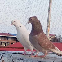 جوجه پرشی ازنسل خوب|پرنده|آستارا, |دیوار