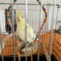 دو عدد عروس هلندی مولد به شرط جوجه کشی