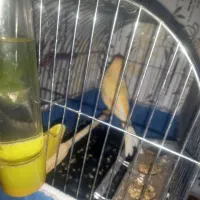 بچم تازه به دنیا اومده به پرنده حساسیت داره|پرنده|محمدیه-قزوین, |دیوار