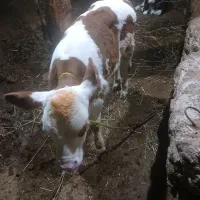 فروش گاو سیمنتال شیری