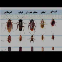سمپاشی کافیه یک مرتبه سم پاشی مبارز را انتخاب کنید