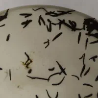 زالو طبی و آرایشی