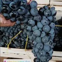 انگور سر دشت