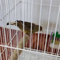 قناری ابلق ماده