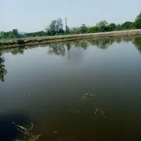 گرم یا سایز یک بند انگشت انواع ماهیان|ماهی|رشت, حومه رشت|دیوار