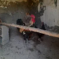 خروس محلی اذان گو میمند فارس|حیوانات مزرعه|میمند, |دیوار