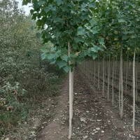 نهال صنوبر سریعالرشد با رشد تضمینی|خدمات باغبانی و درختکاری|خلخال, |دیوار