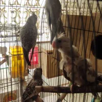 فروش طوطی نژاد ایزابلا و وایت فیس بهمراه دوتا جوجه|پرنده|لنگرود, |دیوار