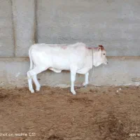 دوگاو