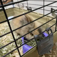 فروش خرگوش لوپ با لوازم و وسایل