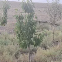 1000مترزمین باغ ده خیر
