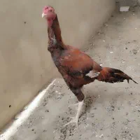 خروس لاری اصیل جوان