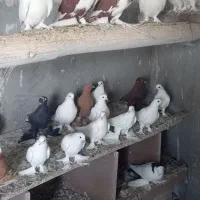 کبوتر|پرنده|باسمنج, |دیوار