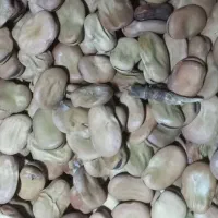 بذر باقلا هیستال نمونه.هشت بند..|خدمات باغبانی و درختکاری|علیآباد کتول, |دیوار