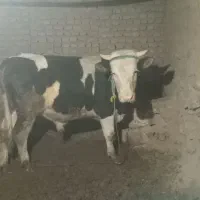 جوانه سیمینتال اصل