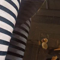 جلو مبلی|مبلمان خانگی و میز عسلی|الیگودرز, |دیوار