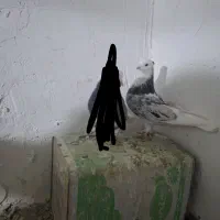 کبوتر شازده همشون قیمتهاشون فرق داره|پرنده|ایلخچی, |دیوار