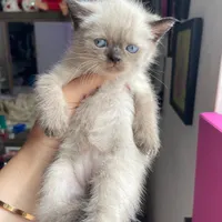 گربه