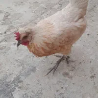 مرغ تخم گذار(گپ)