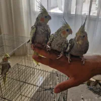 عروس هلندی دستی دو ماهه