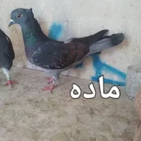 تعدادی کبوترو بوقلمون|پرنده|میانه, |دیوار