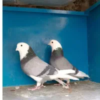 کفتر شازده ماده ک م ش ده