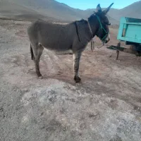 واگذاری انواع الاغ|حیوانات مزرعه|تهران, شهرک آزمایش|دیوار