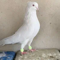 دوتانر نوک ریز