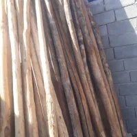 چوب چنار بفروش میرسد