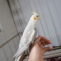 عروس هلندی نر دستی