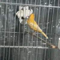 قناری نر|پرنده|پاکدشت, شهرک امام رضا|دیوار