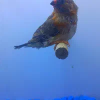 فنچ زبرا هاف اورنج خالص ۹ عدد|پرنده|پاکدشت, خاتون آباد|دیوار