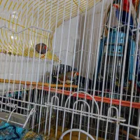 دو عدد فنچ|پرنده|لاهیجان, فیاض|دیوار