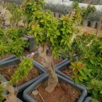 فلاور باکس،گلخانه،آبیاری قطره ای و اتوماتیک|گل و گیاه طبیعی|اهواز, فرهنگ شهر|دیوار