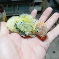 کوتوله برزیلی اپلاین مولد و سرلاکی|پرنده|قم, باجک سه|دیوار