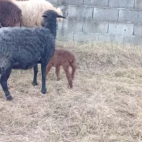 فروش گوسفند