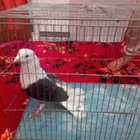 کفتر|پرنده|تهران, وردآورد|دیوار