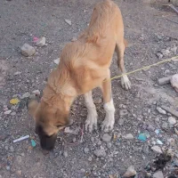 سگ نگهبان وگله