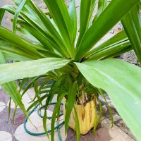 گیاه اپارتمانی برگ موزی یا سوسن عنکبوتی